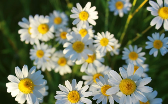 white and yellow flowers in tilt shift lens