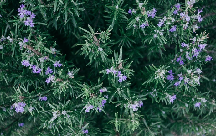 closeup photo of purple petaled flowers