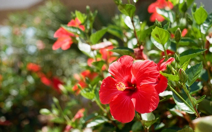 red flower with green leaves